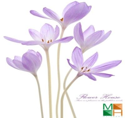 Tranh dán tường Hàn Quốc 3D FW - 201